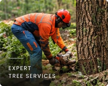 Expert tree services