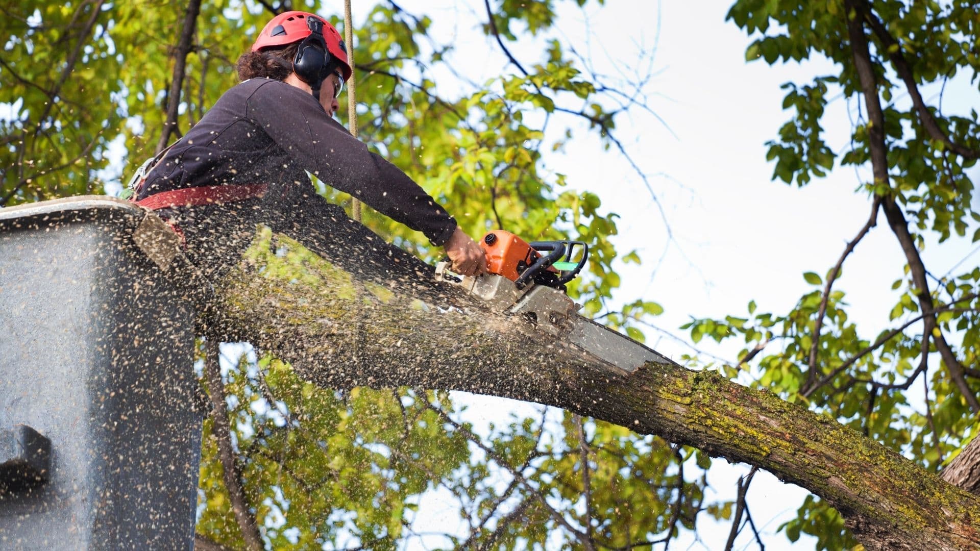 Arborist cutting a tree with a chainsaw