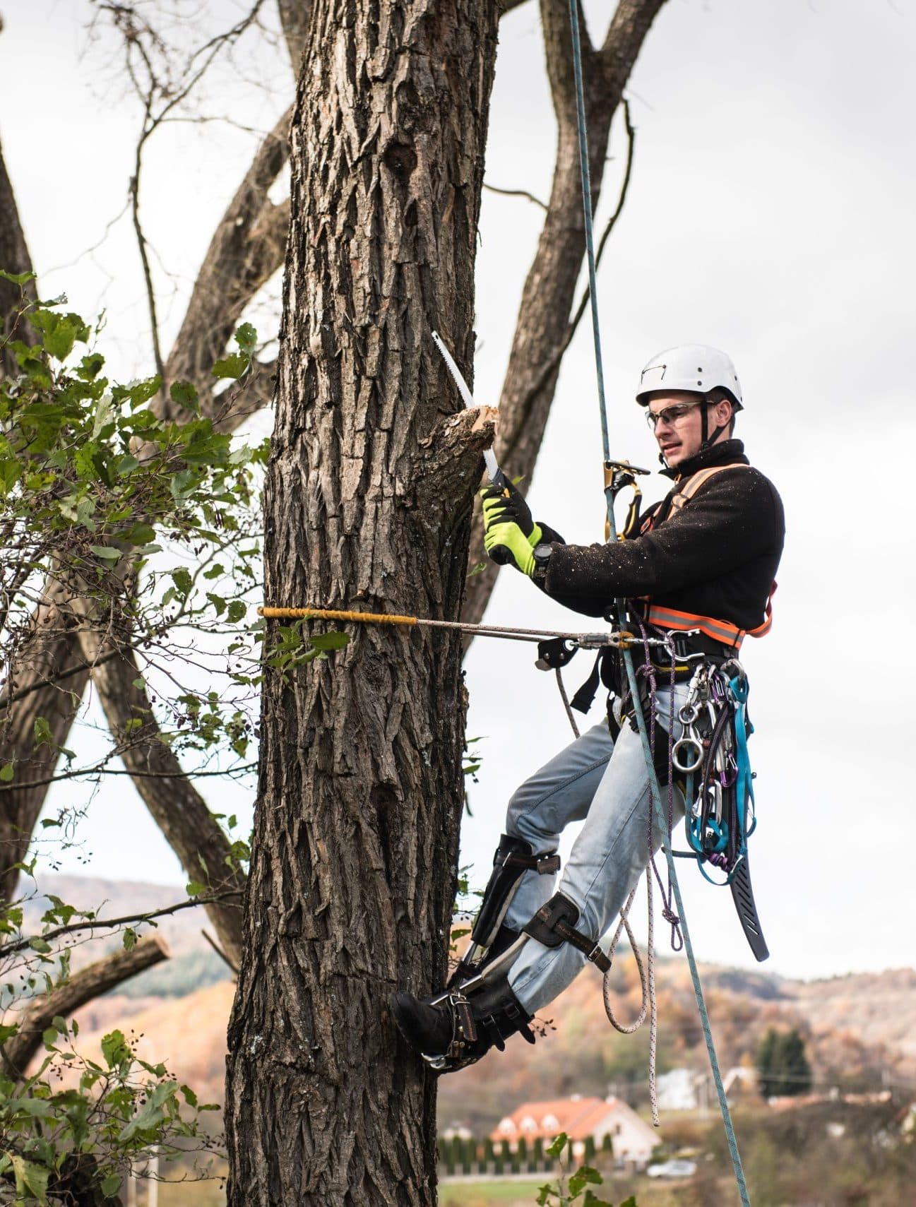 Arborist climbing a tall tree