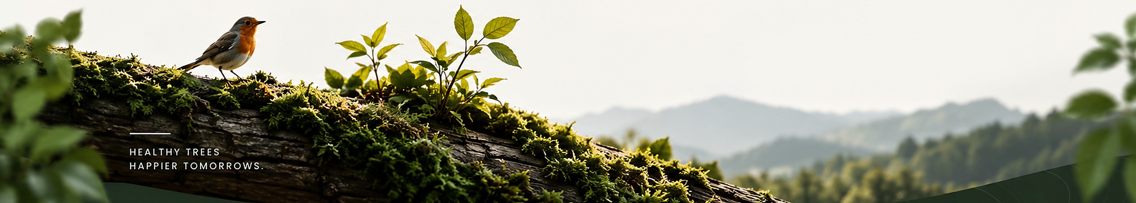 Robin on a mossy log overlooking forested hills